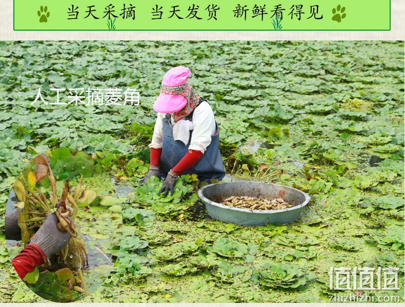 水中坚果：沃江源 新鲜青菱角 5斤 29.8元包邮 值值值-买手聚集的地方