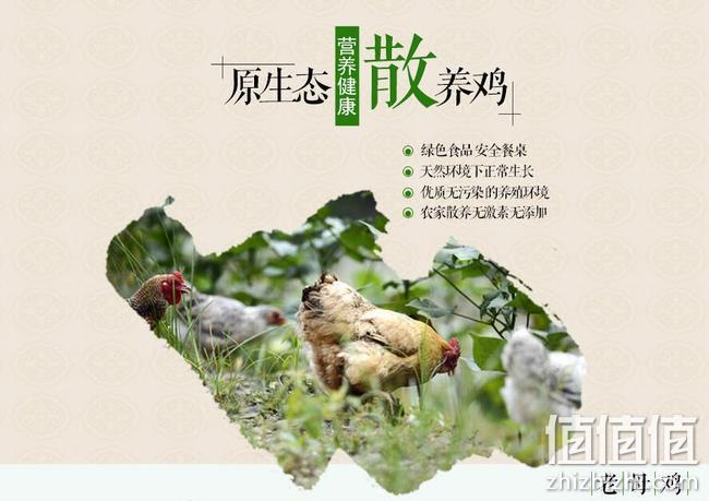 安徽九井溪 原生农家散养土鸡 2只不含内脏3.6斤 券后68元包邮 值值值-买手聚集的地方