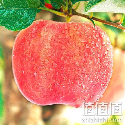 预售：月销35万件，福瑞达 新鲜当季陕西红富士苹果 10斤带箱 19.8元包邮，坏果包赔 值值值-买手聚集的地方