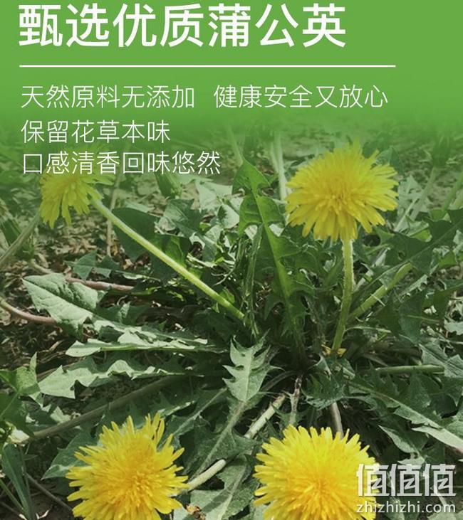 中粮 中茶 长白山蒲公英 花茶 50g 券后9.9元包邮 值值值-买手聚集的地方