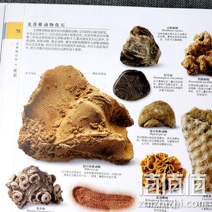自然界的视觉盛宴：正版现货精装 《DK博物大百科》 229元包邮 值值值-买手聚集的地方