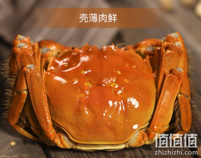 今锦上 现货大闸蟹 公3.8-4.0两 母2.3-2.6两 4对8只 99元包邮 值值值-买手聚集的地方