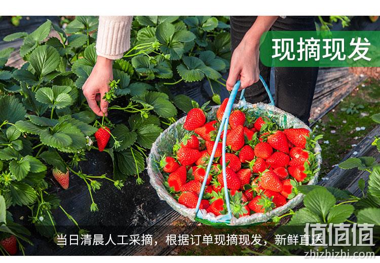 新低！丹东特产：果鲜创 九九奶油草莓 3斤盒装 83元包邮（上次推荐91元） 值值值-买手聚集的地方
