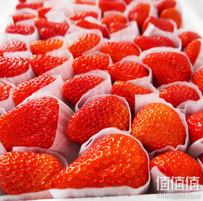 4.9分 正常发货，丹东 一炮红 奶油草莓 3斤 券后82.8元包顺丰 值值值-买手聚集的地方