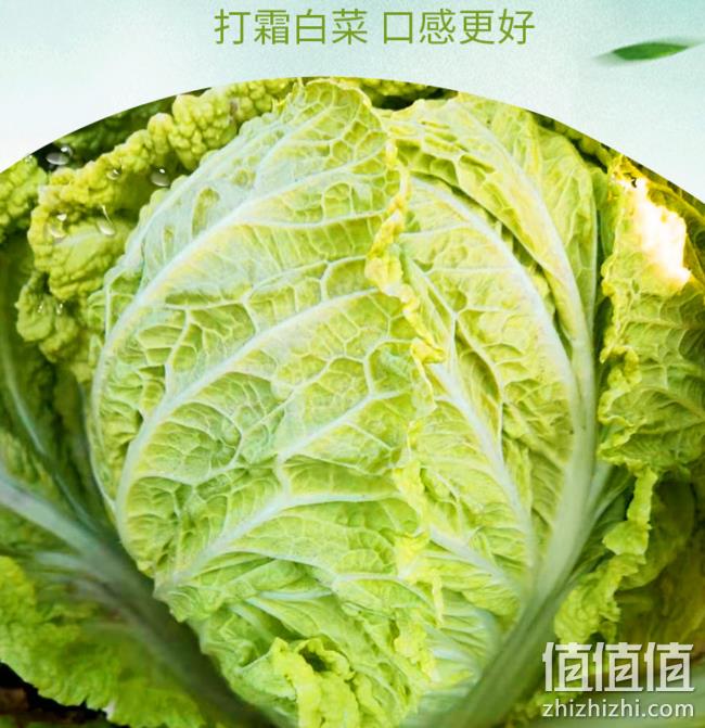 菜场高危地区：全国各地的优质蔬菜 购买合集 封面图白菜10斤19.9元拿走 值值值-买手聚集的地方