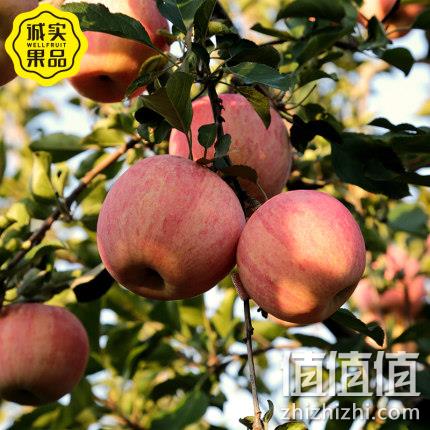 诚实果品 山东烟台红富士苹果 5斤 19.9元包邮 值值值-买手聚集的地方