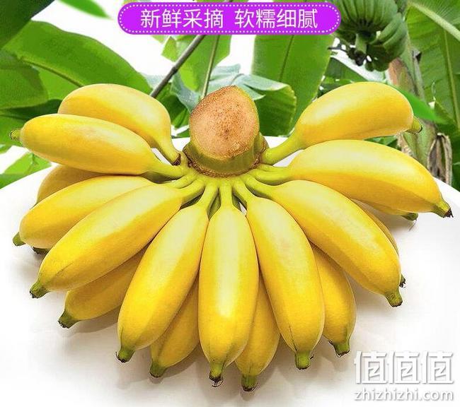 移动端，可做主食：砀宁果品 广西小米蕉 5斤 券后19.9元包邮 值值值-买手聚集的地方