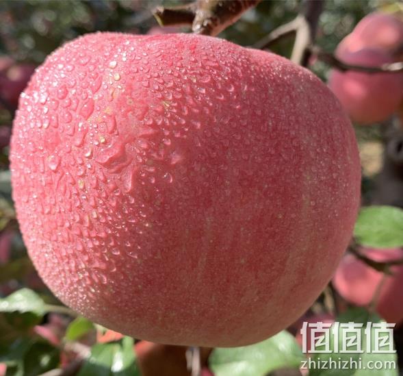 有机、SGS国际检测：5斤 烟台 丁苹果 红富士 双重优惠后33.8元包邮 值值值-买手聚集的地方