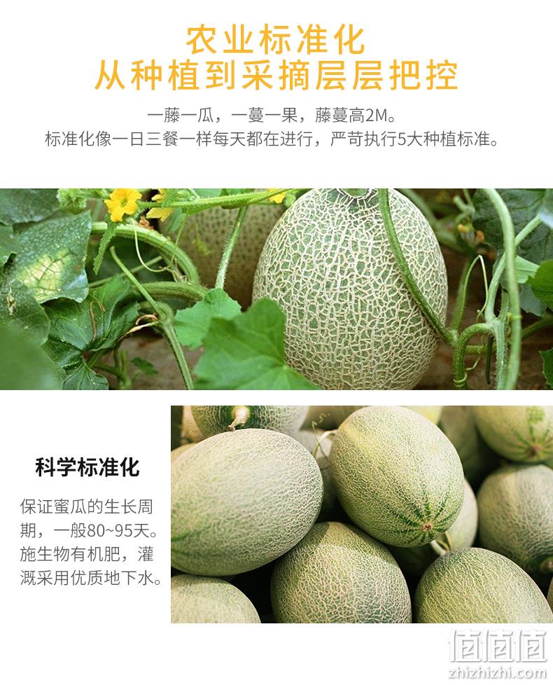 带箱10斤，净重＞8.5斤！都知果 海南西州蜜25号哈密瓜 券后49.8元包邮 值值值-买手聚集的地方