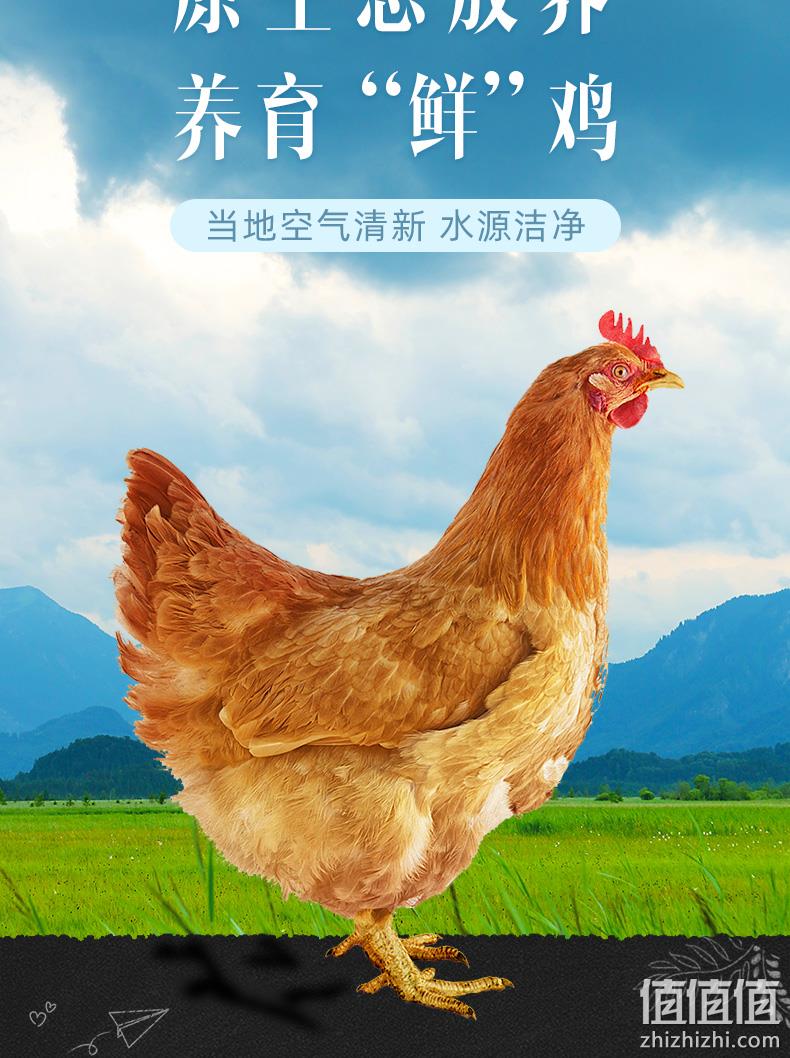 现宰速冻、肉质紧实脂肪少：950gx2只 正宗农家散养三黄鸡 券后54元包顺丰 值值值-买手聚集的地方