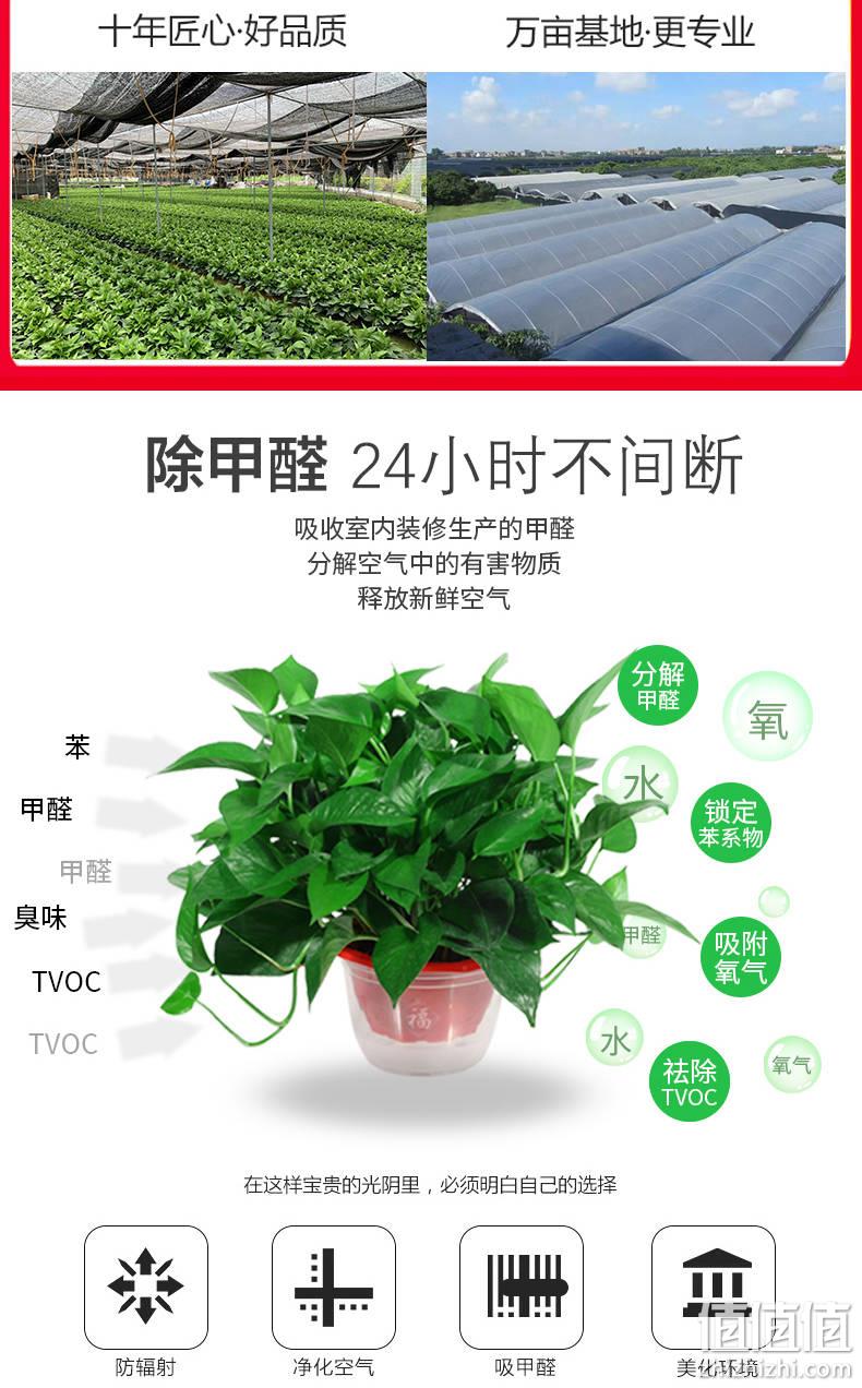 养不活包退！绿色净化器：恒欣 桌面小绿萝2盆+营养液x2+土 全套 10.05元包邮 值值值-买手聚集的地方