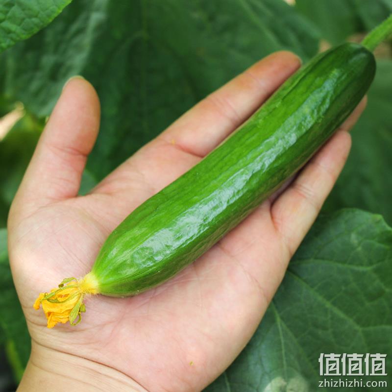 既是蔬菜，也是水果：薯小萌 新鲜水果黄瓜 5斤 券后16.8元包邮 值值值-买手聚集的地方