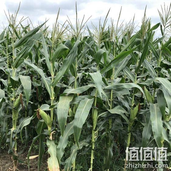 小村之恋 现摘广西鲜花糯玉米 5斤 券后12.8元起包邮 值值值-买手聚集的地方