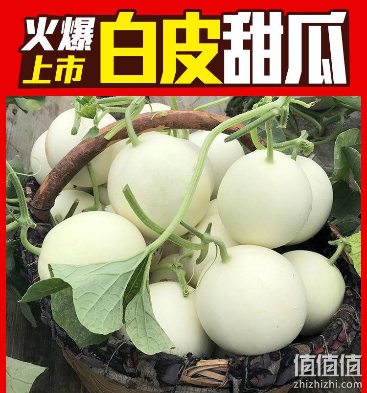 趣彩果 当季现摘 白皮甜瓜 2~3斤 券后13.9元起包邮 值值值-买手聚集的地方