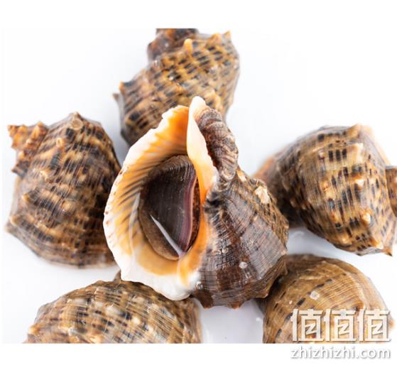 3斤，顺丰发货：海螺 当天现捕现发 35.9元包顺丰（上次类似款64元） 值值值-买手聚集的地方