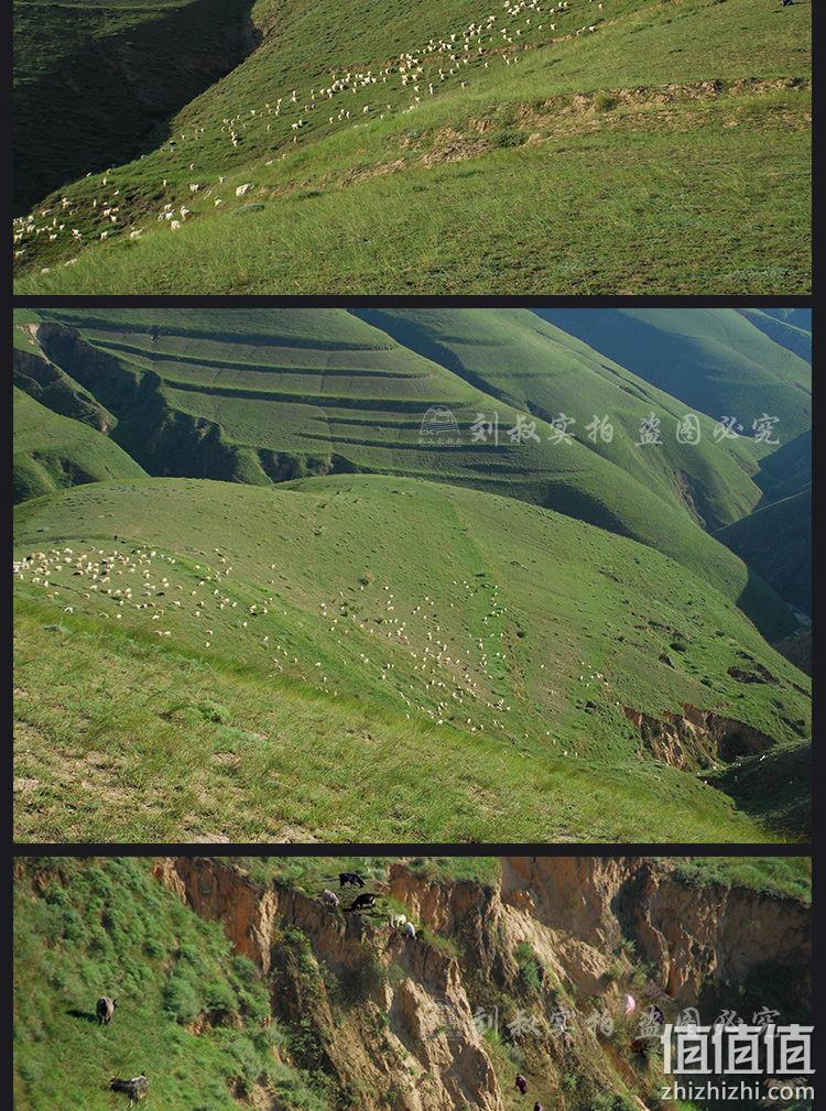 热销10万斤！陇上刘叔叔 散养黑山羊羊蝎子 3斤 89.9元包邮 值值值-买手聚集的地方