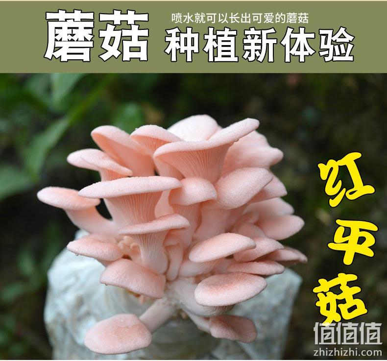 60天售后包出菇，小许农家 3包 食用菌菇平菇种植包 券后9.9元起包邮 值值值-买手聚集的地方