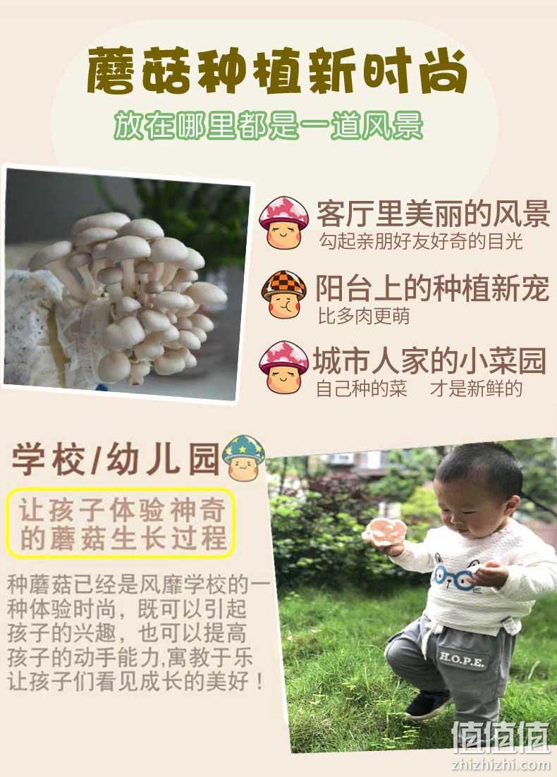 60天售后包出菇，小许农家 3包 食用菌菇平菇种植包 券后9.9元起包邮 值值值-买手聚集的地方