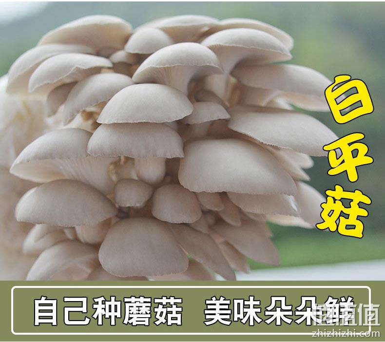 60天售后包出菇，小许农家 3包 食用菌菇平菇种植包 券后9.9元起包邮 值值值-买手聚集的地方