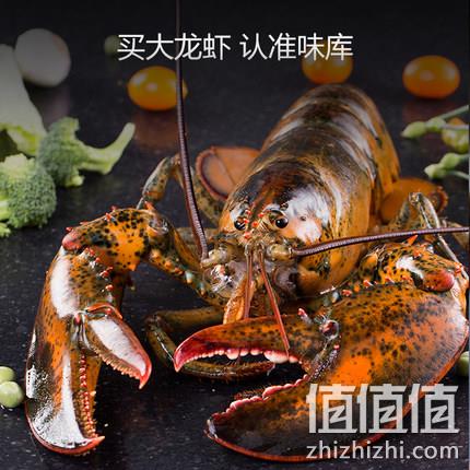 61预售:牺牲包赔,味库 活波士顿龙虾 450-550g 1只 79元包邮 值值值-买手聚集的地方