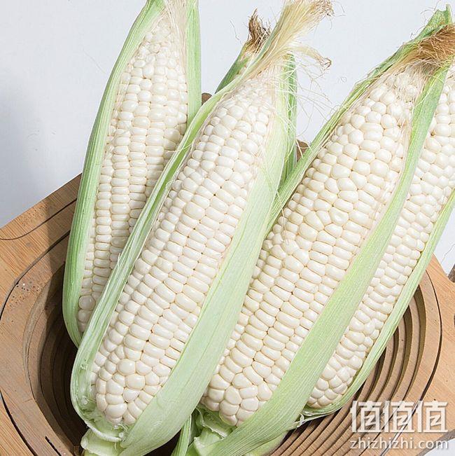可生吃！伊伊果蔬 牛奶甜玉米 7根 9.9元包邮 值值值-买手聚集的地方