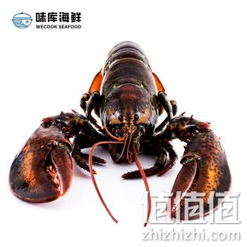 加拿大进口 400~500gx3只 味库 新斯科舍龙虾（波士顿龙虾） 券后257元包邮 值值值-买手聚集的地方