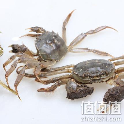 鲁滨鲜 野生新鲜毛蟹活螃蟹 1斤 29.9元包邮 值值值-买手聚集的地方
