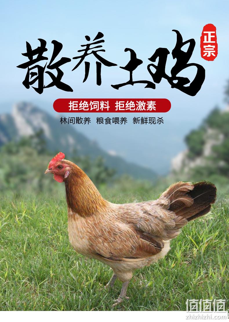 4.9分，2年放养老鸡，现杀现发：1000g 淘穗 河北散养老母鸡 券后32元包邮顺丰 值值值-买手聚集的地方