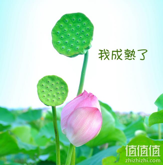 现摘现发 不催熟 10个，刘小鲜 新鲜现摘莲蓬 券后13.8元包邮 值值值-买手聚集的地方