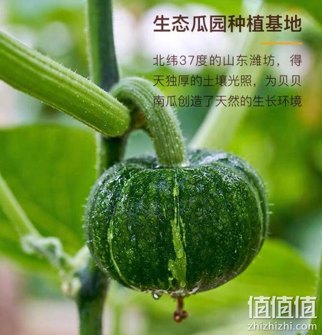 买手甄选团 日本进口种源 5斤 无丝：贝贝南瓜 板栗味 小果 14.9元包邮 值值值-买手聚集的地方