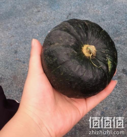 买手甄选团 日本进口种源 5斤 无丝：贝贝南瓜 板栗味 小果 14.9元包邮 值值值-买手聚集的地方