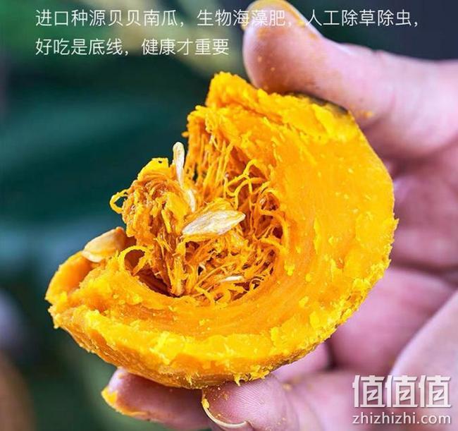 买手甄选团 日本进口种源 5斤 无丝：贝贝南瓜 板栗味 小果 14.9元包邮 值值值-买手聚集的地方