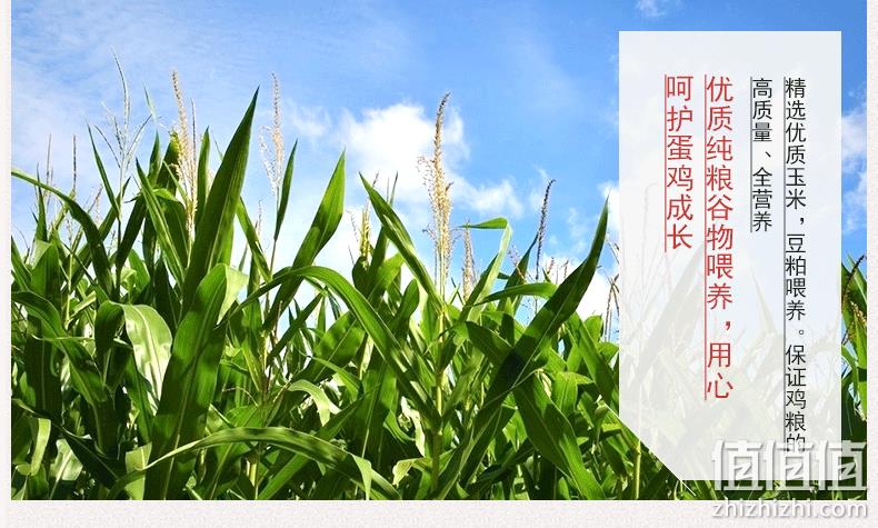 400天黄金鸡龄 2斤x2只 德青源 谷饲老母鸡 券后68元包邮 值值值-买手聚集的地方