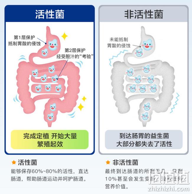 亲测有效 14种菌种：美国 PipingRock 朴诺 益生菌胶囊 60粒x2瓶 双重优惠后79元包邮 值值值-买手聚集的地方