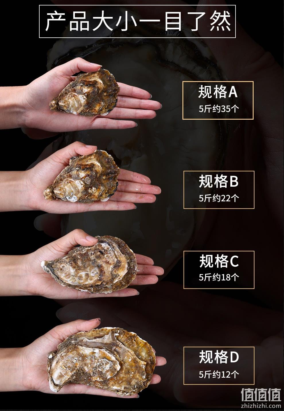 新低！4.9分高好评，国家地标产品：5斤 乳山 鲜活牡蛎 34.9元包邮（之前推荐39.9元） 值值值-买手聚集的地方