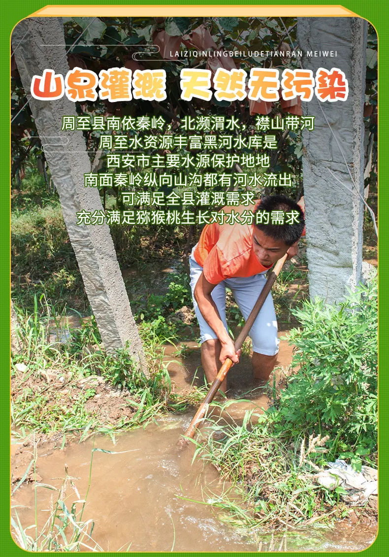 新鲜现摘 3斤 秦觅 周至猕猴桃 中果 券后4.45元包邮 值值值-买手聚集的地方