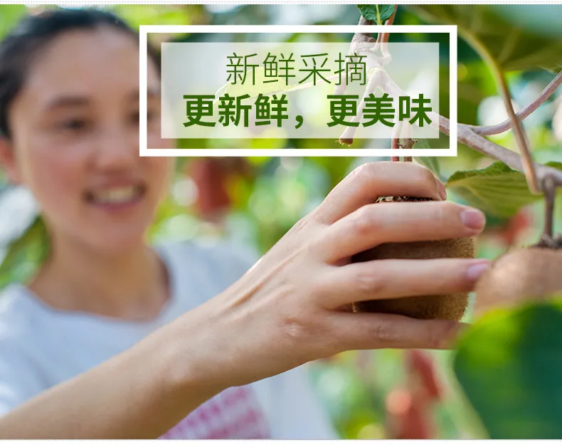 新鲜现摘 3斤 秦觅 周至猕猴桃 中果 券后4.45元包邮 值值值-买手聚集的地方
