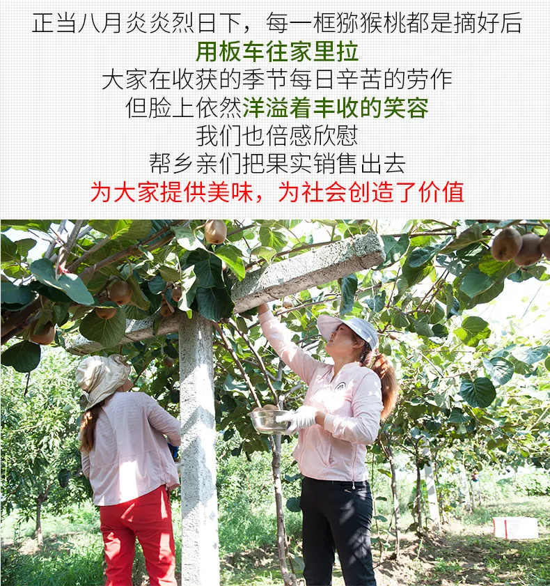 新鲜现摘 3斤 秦觅 周至猕猴桃 中果 券后4.45元包邮 值值值-买手聚集的地方