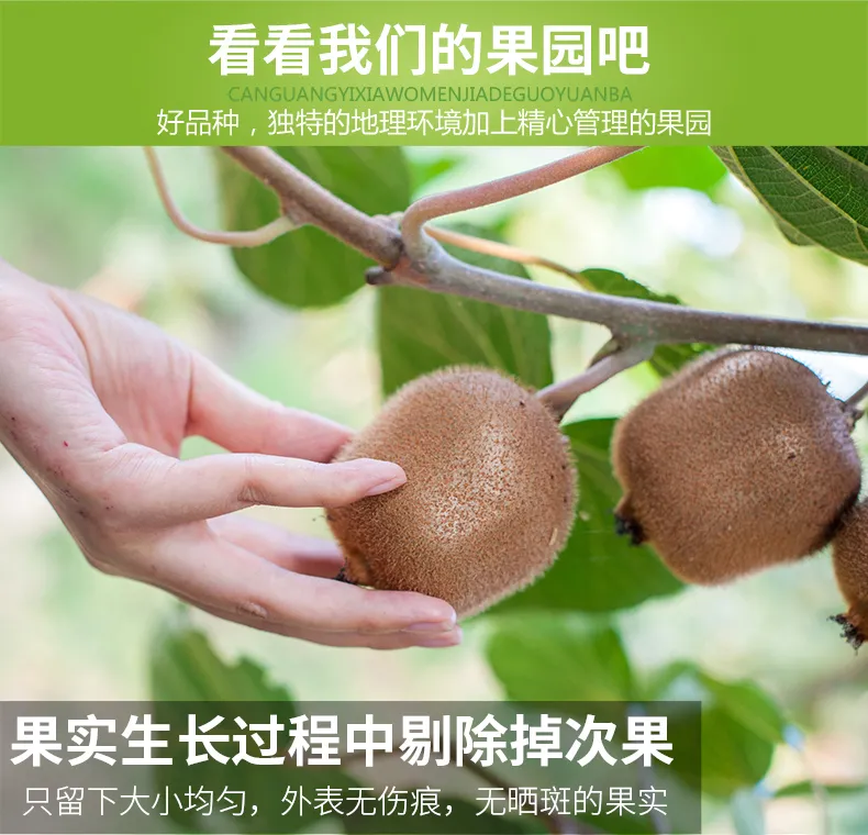 新鲜现摘 3斤 秦觅 周至猕猴桃 中果 券后4.45元包邮 值值值-买手聚集的地方