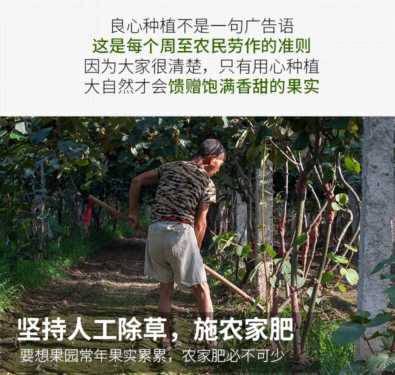 新鲜现摘 3斤 秦觅 周至猕猴桃 中果 券后4.45元包邮 值值值-买手聚集的地方