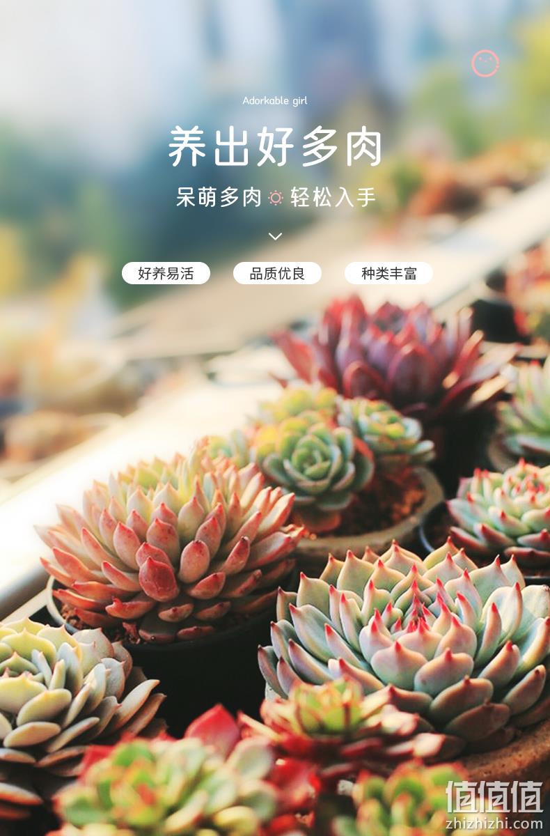 15天死亡包赔！呆萌妞 超萌多肉植物室盆栽 带盆 6.9元包邮 值值值-买手聚集的地方