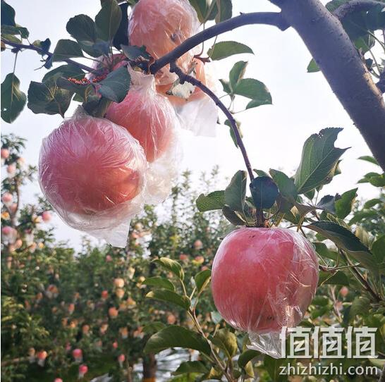 华北强 山西红富士苹果 精选大果10斤装 24.8元包邮 值值值-买手聚集的地方