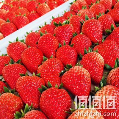新鲜现货，顺丰空运到家：500g 韵语 丹东99红颜奶油草莓 双重优惠24.8元起包邮 值值值-买手聚集的地方