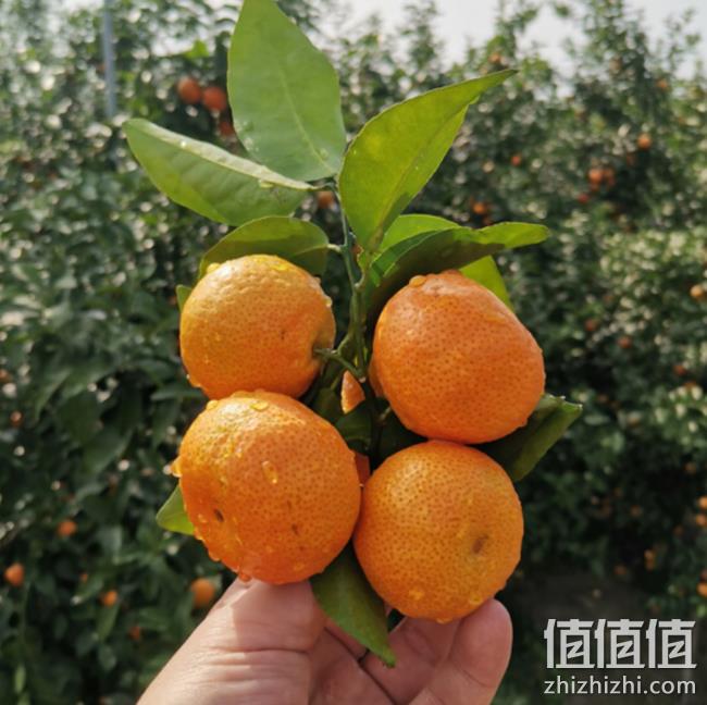 六尚 广西砂糖桔 9斤 24.9元包邮 值值值-买手聚集的地方