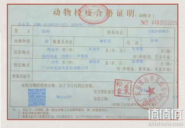 24H现杀新鲜空运，1只 山野色 散养乳鸽 约330g 券后15.9元包邮 值值值-买手聚集的地方