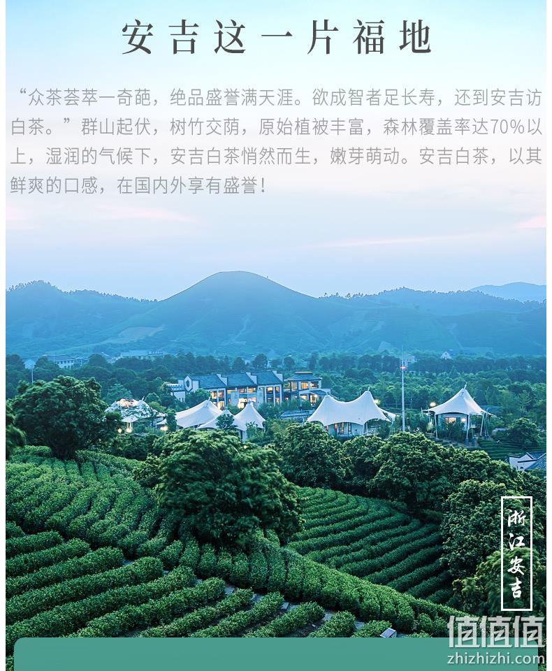 2020新茶上市，100g 梅府茗家 雨前安吉白茶 券后39元包邮 值值值-买手聚集的地方