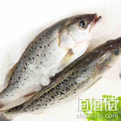 满分好评，鲜活冷冻：1500g 汤米巴 精选深海野生鲈鱼 三条装 64元包邮顺丰 值值值-买手聚集的地方