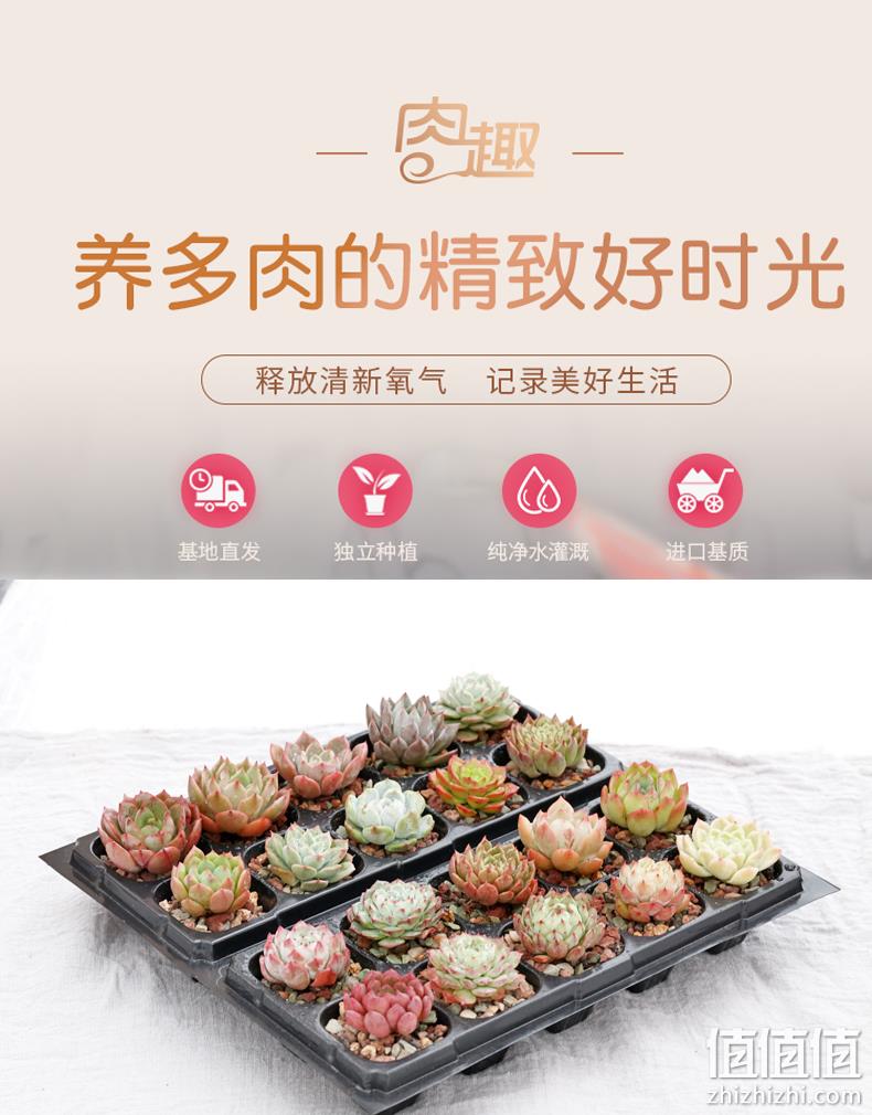 好养又好看:肉趣 多肉植物组合盆栽 10棵多肉+盆 券后9.8元包邮 值值值-买手聚集的地方