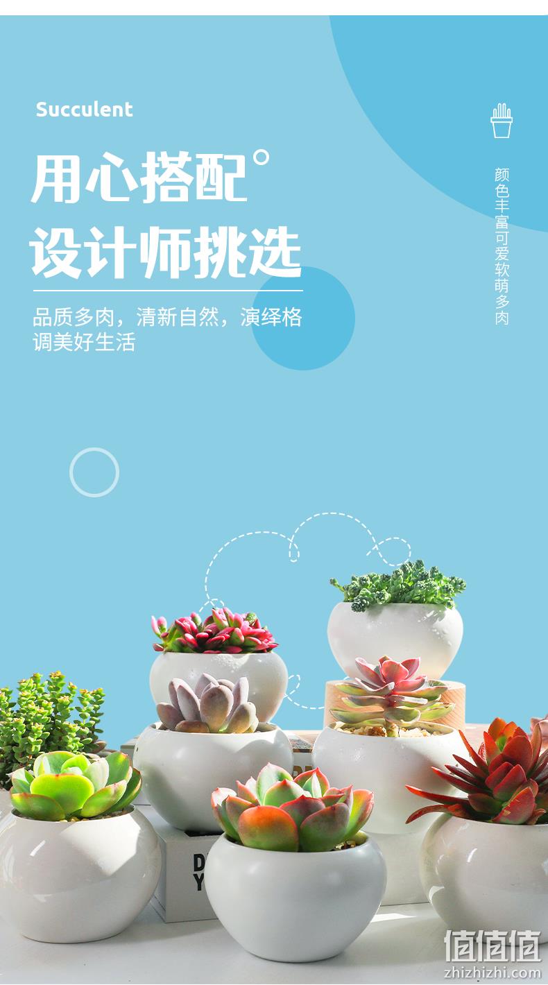 呆萌妞 超萌多肉植物室盆栽 3件 18.4元包邮 值值值-买手聚集的地方