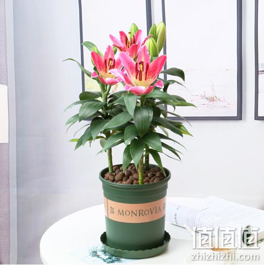 半径风景 香水百合盆栽 带花苞 3棵（带土球） 16.9元包邮 值值值-买手聚集的地方